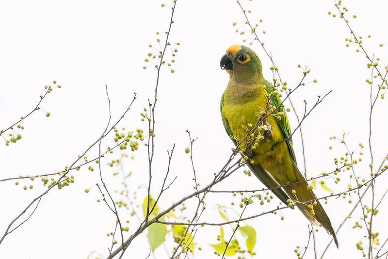 Peach-fronted Parakeet