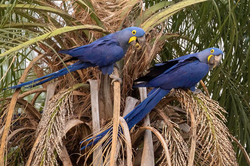 Hyacinth Macaw