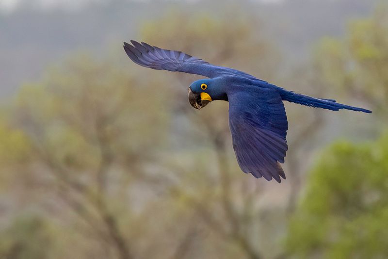 Hyacinth Macaw