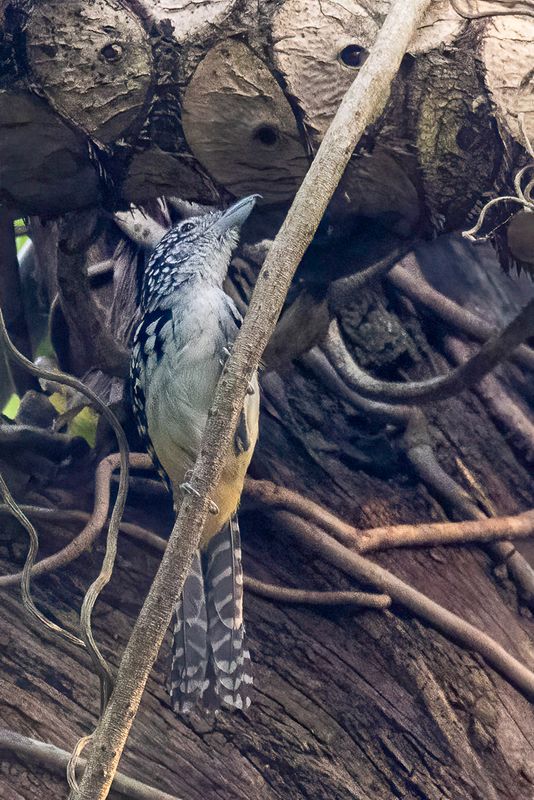 Spot-backed Antshrike