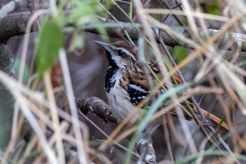 Stripe-backed Antbird (m)