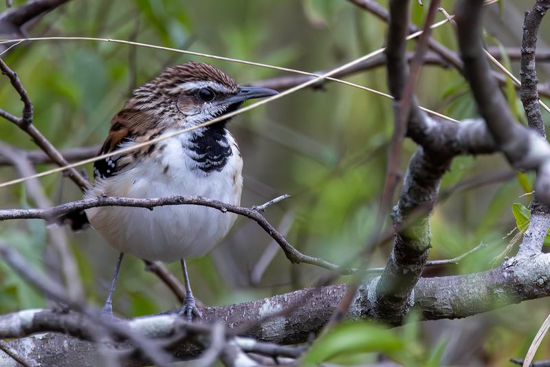 Stripe-backed Antbird