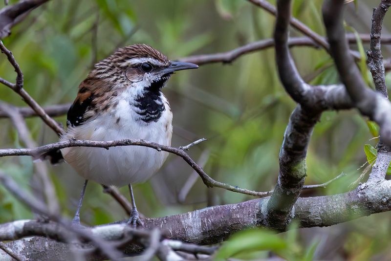 Stripe-backed Antbird