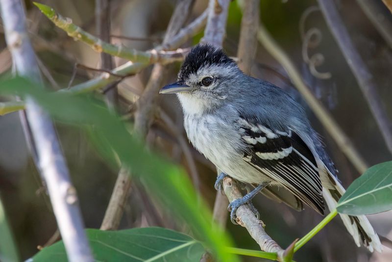 Large-billed Antwren (m)