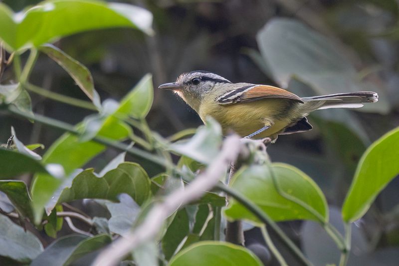 Rufous-margined Antwren
