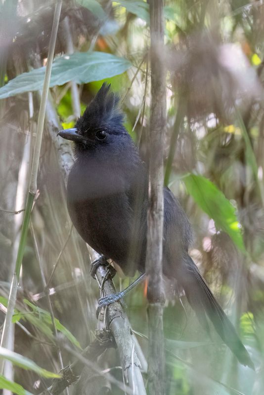 Tufted Antshrike (m)