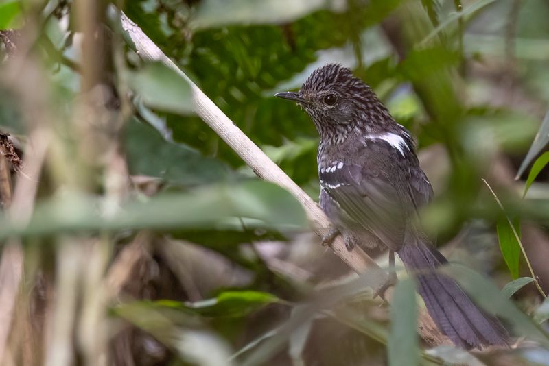 Dusky-tailed Antbird (m)