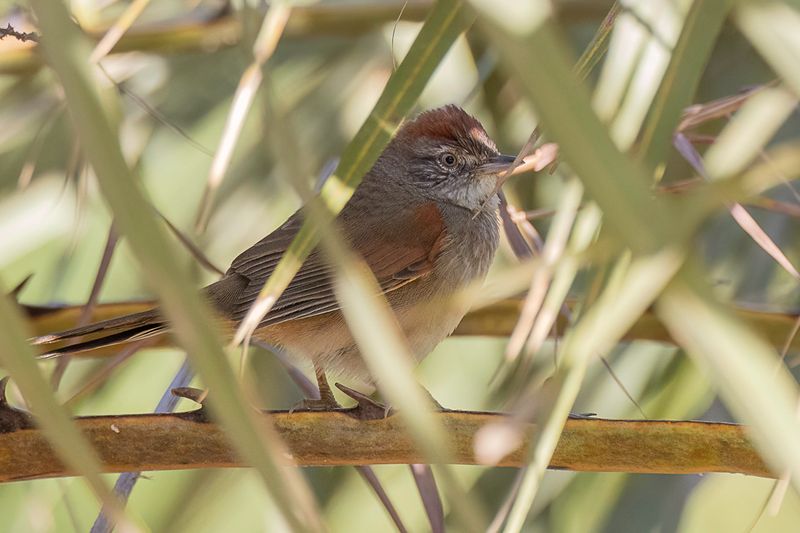 Pale-breasted Spinetail