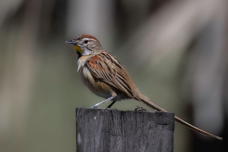 Chotoy Spinetail