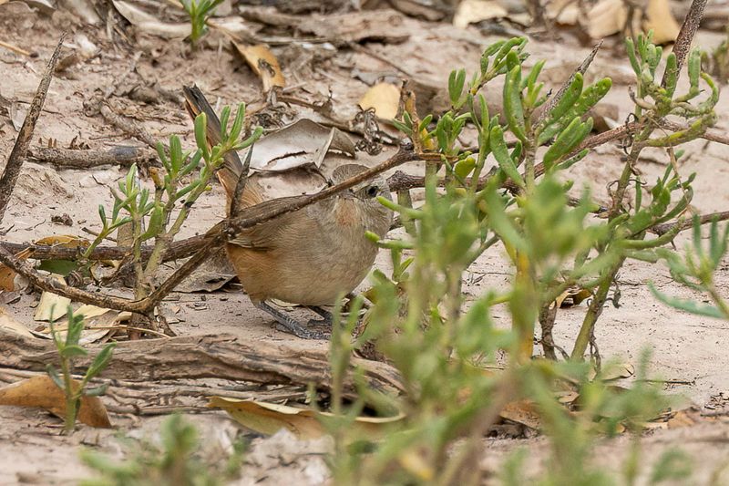 Short-billed Canastero