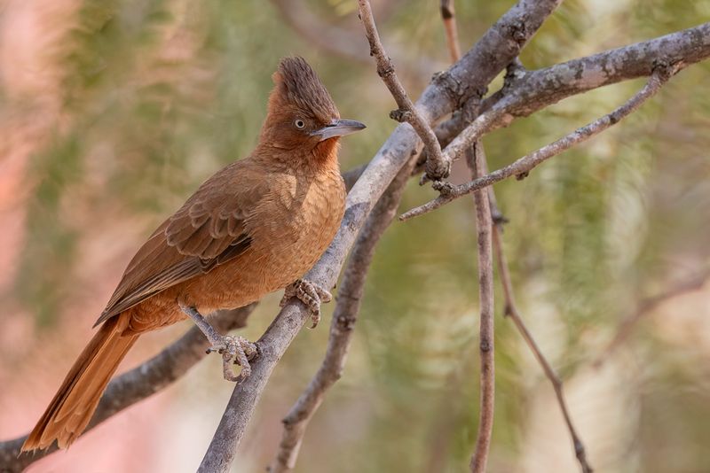 Brown Cacholote