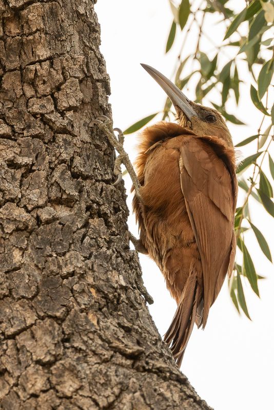 Great Rufous Woodcreeper