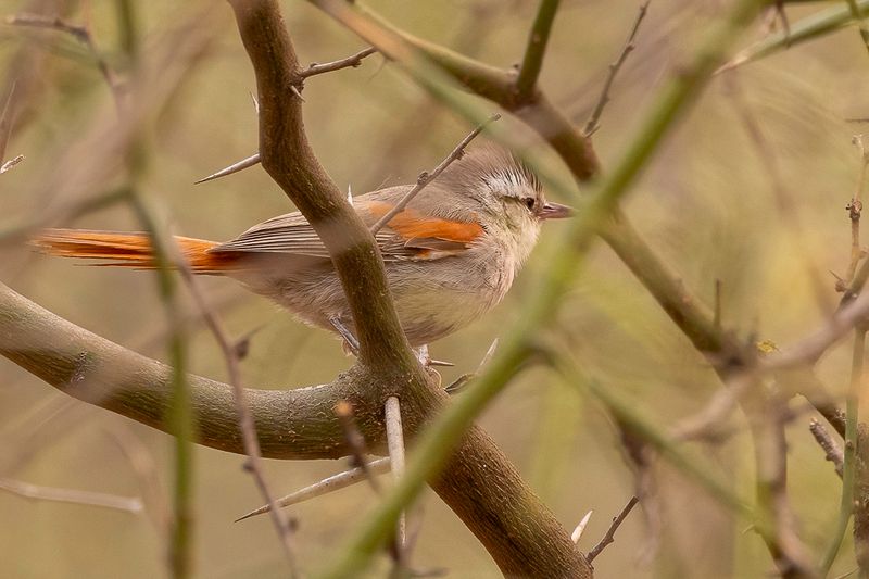 Stripe-crowned Spinetail