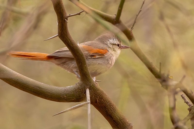 Stripe-crowned Spinetail