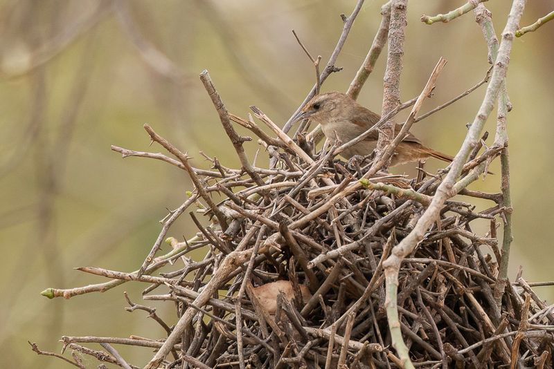Little Thornbird