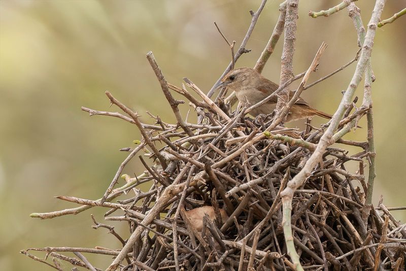 Little Thornbird