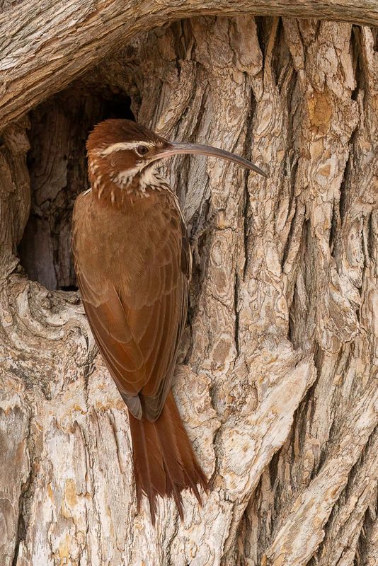 Scimitar-billed Woodcreeper