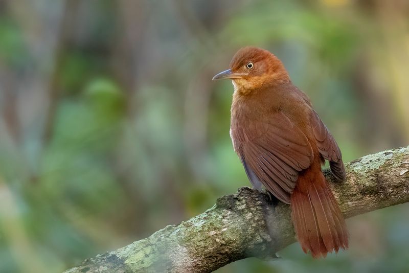 Henna-capped Foliage-gleaner