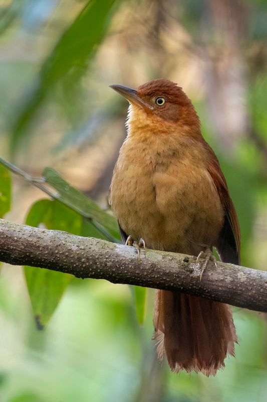Henna-capped Foliage-gleaner