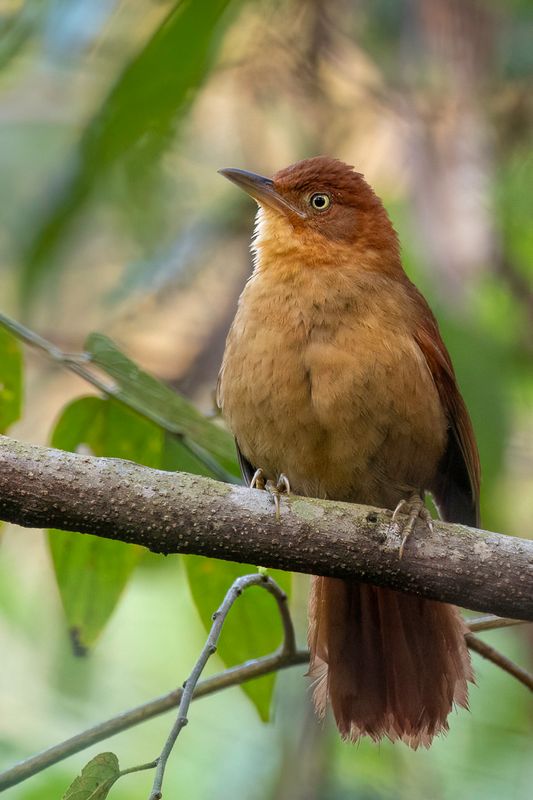 Henna-capped Foliage-gleaner