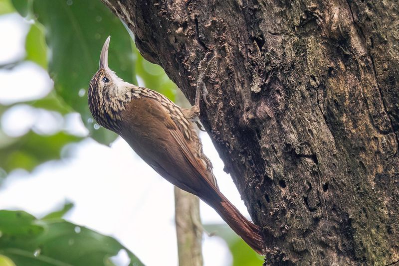Scalloped Woodcreeper