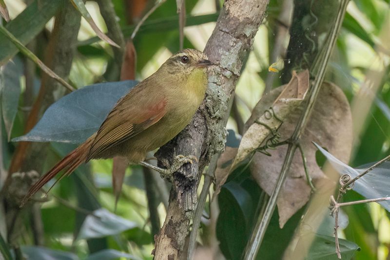 126 Furnariidae - Ovenbirds and Woodcreepers