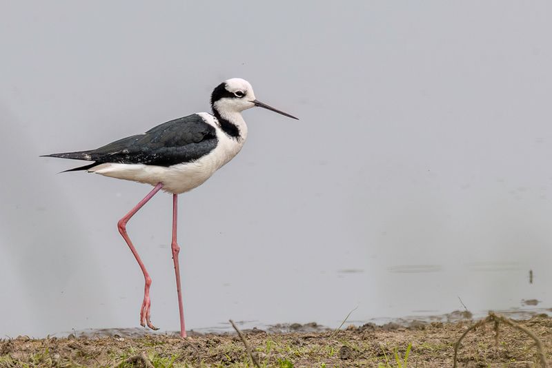 033 Recurvirostridae - Stilts, Avocets