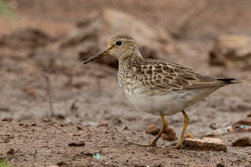 Pectoral Sandpiper