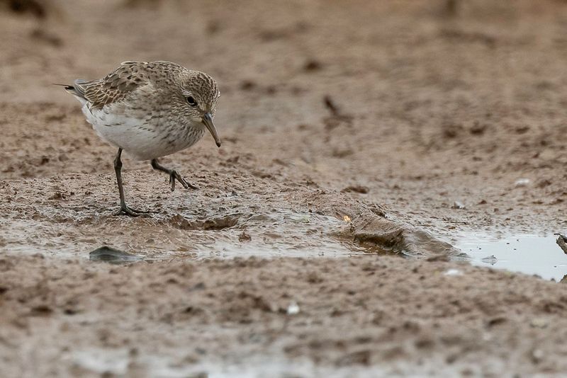White-rumped Sandpiper