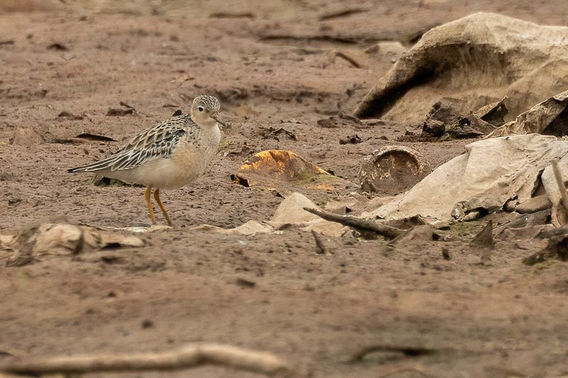Buff-breasted Sandpiper