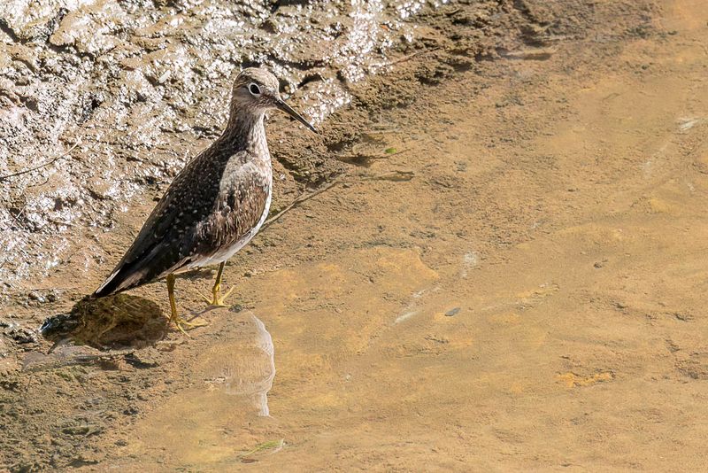 Solitary Sandpiper