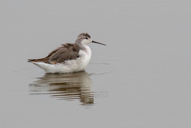 041 Scolopacidae - Sandpipers and allies