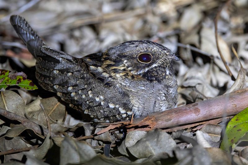 Little Nightjar