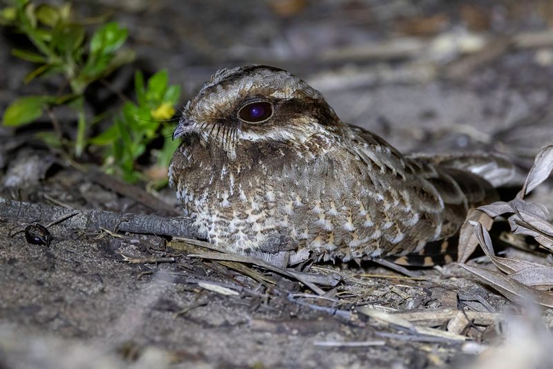 White-winged Nightjar