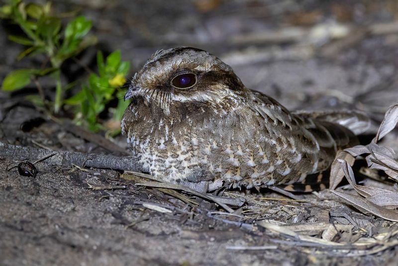 White-winged Nightjar