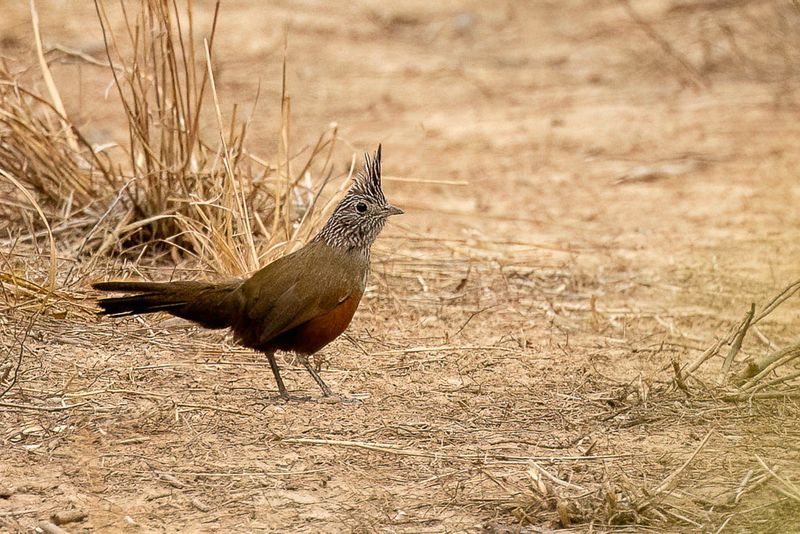 124 Rhinocryptidae -Tapaculos