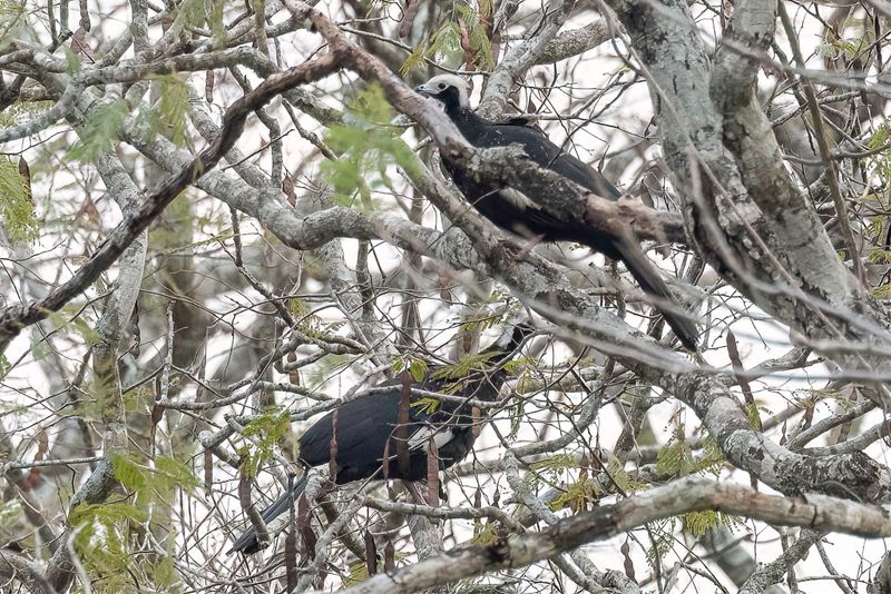 010 Cracidae - Chachalacas, Curassows, Guans