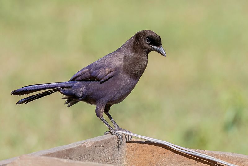 Purplish Jay