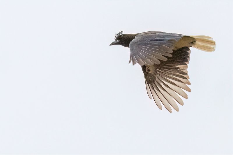 Curl-crested Jay