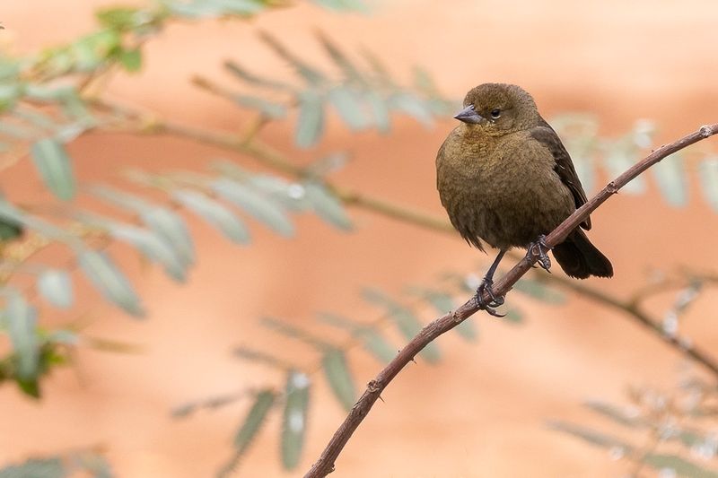 Chestnut-capped Blackbird (f)