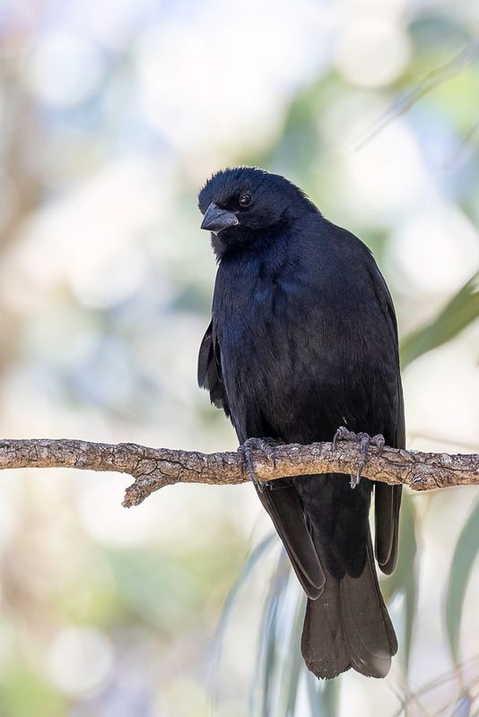 Screaming Cowbird (m)