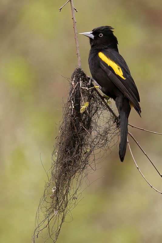Golden-winged Cacique