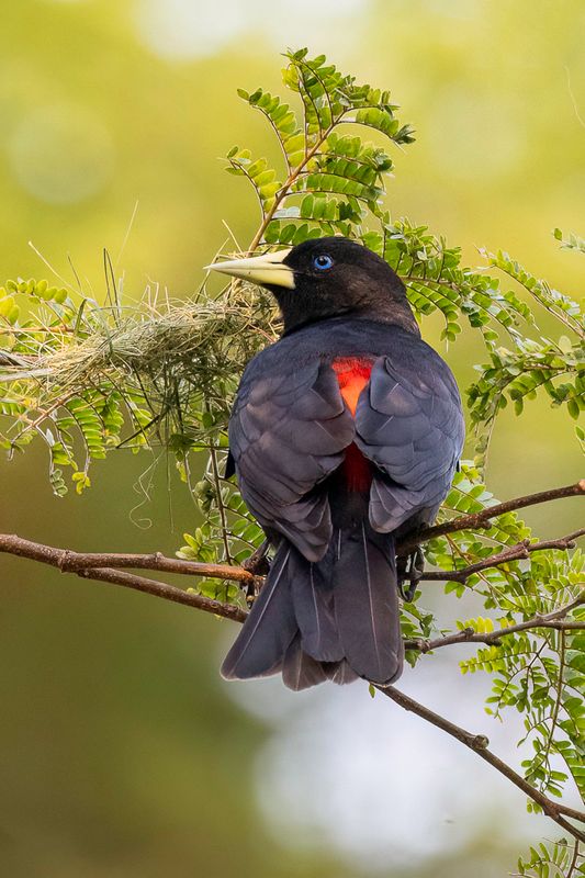 Red-rumped Cacique
