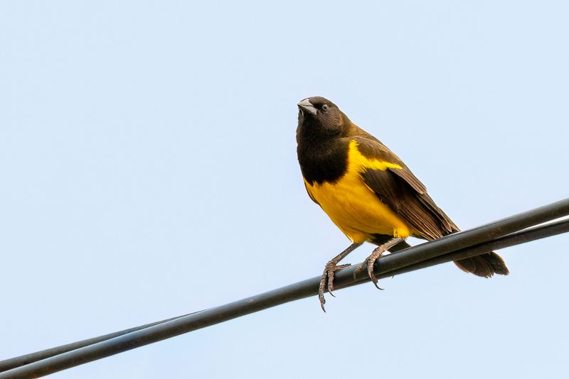 248 Icteridae - New World Blackbirds, Troupials, and Allies
