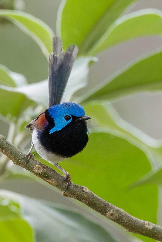 131 Maluridae - Grasswrens, Fairywrens, and Emu-wrens