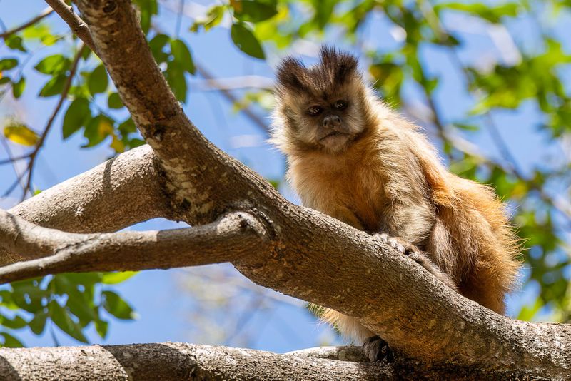 Azaras's capuchin