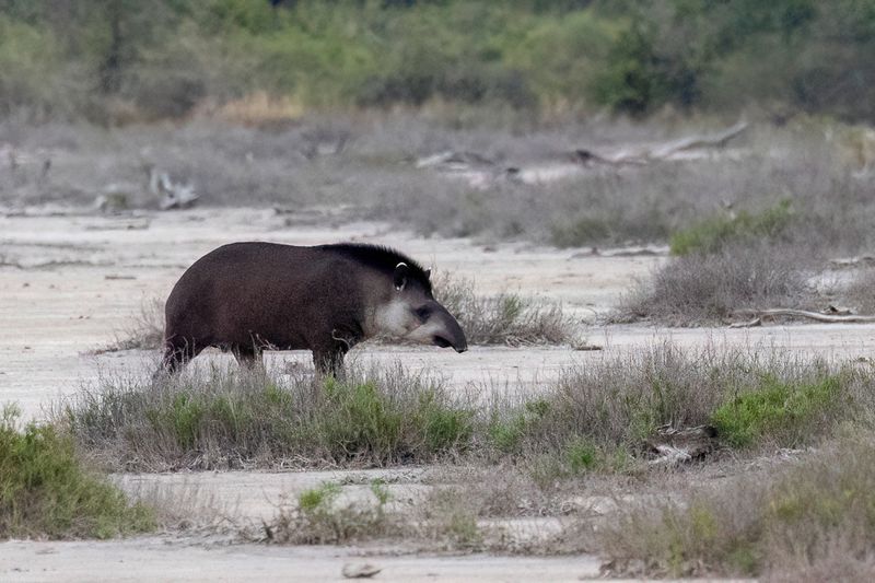 Lowland tapir