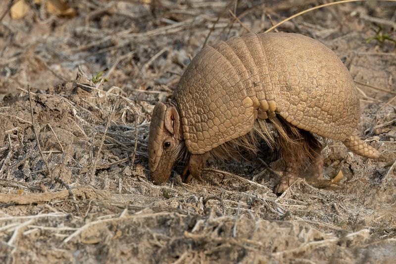Southern three-banded armadillo