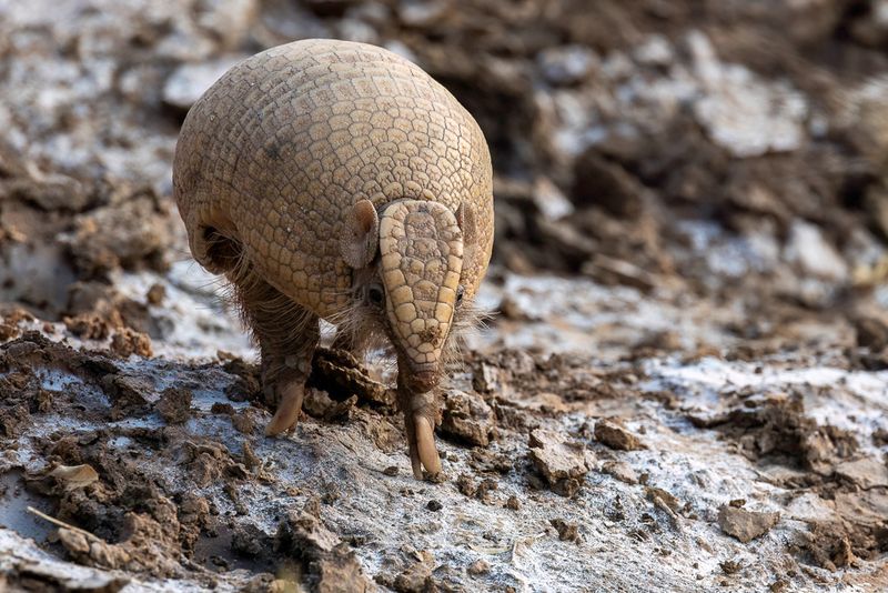 Southern three-banded armadillo