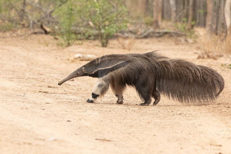 Giant Anteater